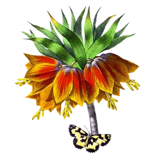 🌻
