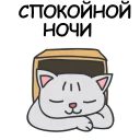 🐱
