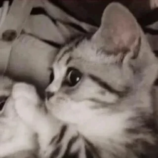 😼
