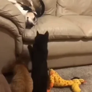 🐈