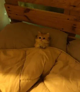 😴