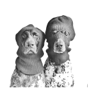 dogs!