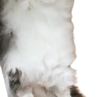 😺
