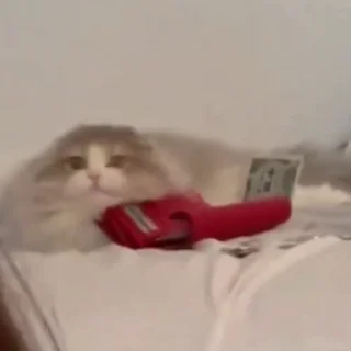 🐈