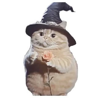 🐱