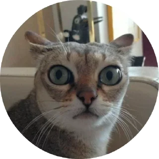 🙀