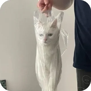 😪