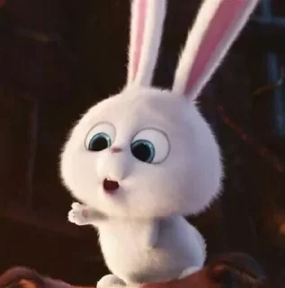 🐰