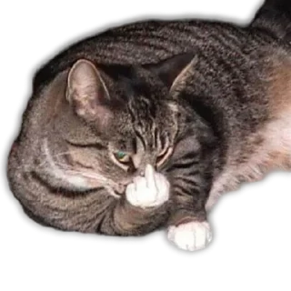 🐱