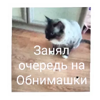 🐱