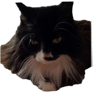 🐱