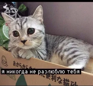 🐱