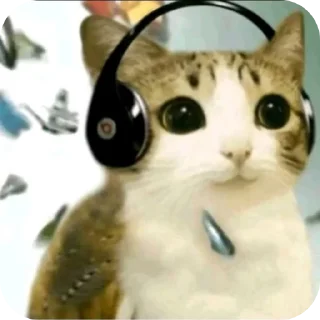 🐱