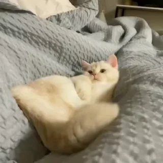 🥺