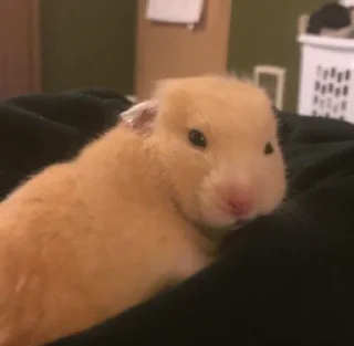 🐹