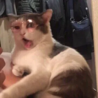 🙀