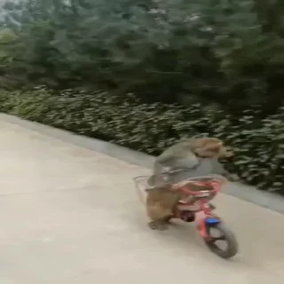 🚲