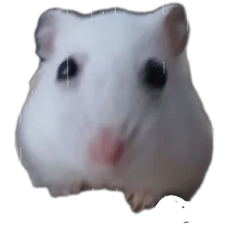 🐶
