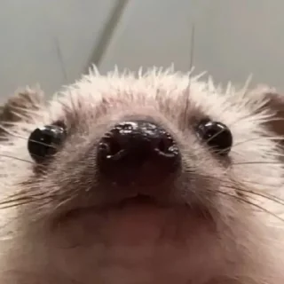🫥