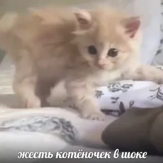 🐱