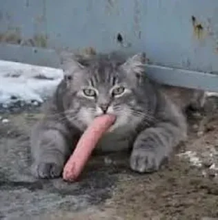 🌭