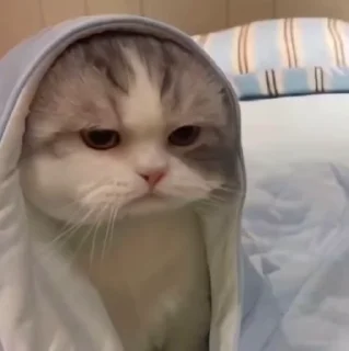 🐱