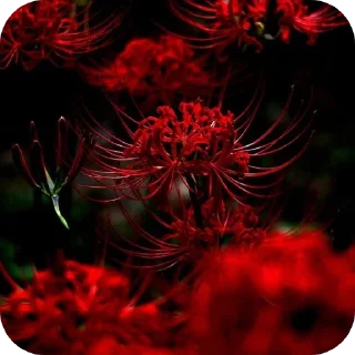 🌺