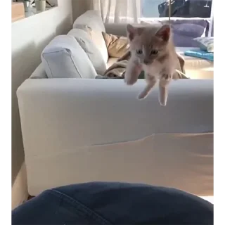 ✈