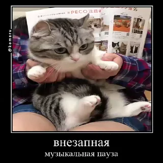 🐱