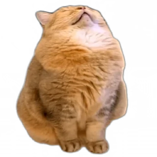 😴