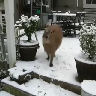 ❄️