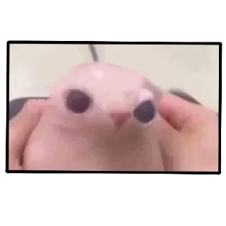 🕸
