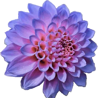 🌸