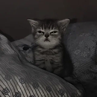 🐈‍⬛