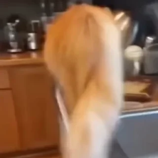 🐈