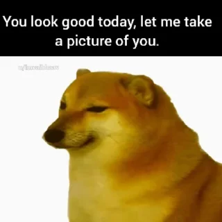 Fuck off Dogs Videostickers @stickersb2b