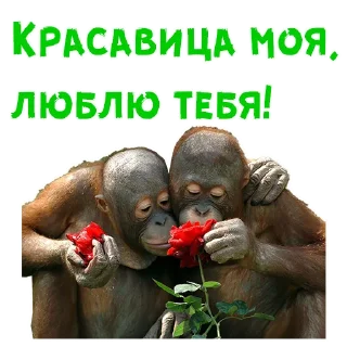 🌹