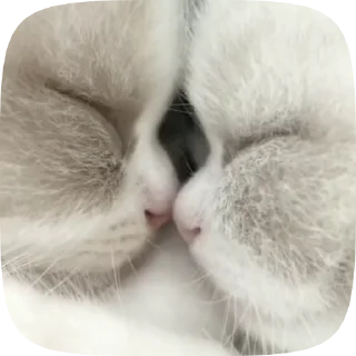 🤍