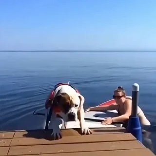 🐩