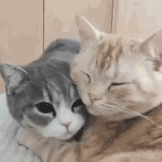 😽
