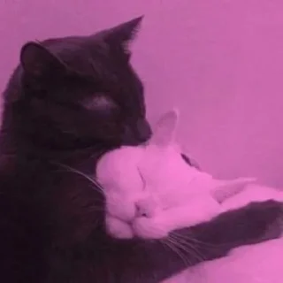 🖤