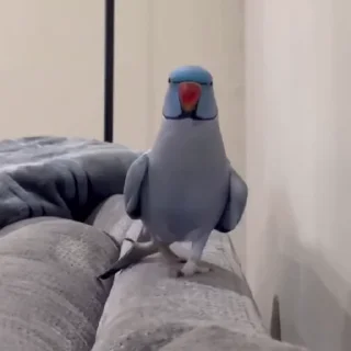 🤩
