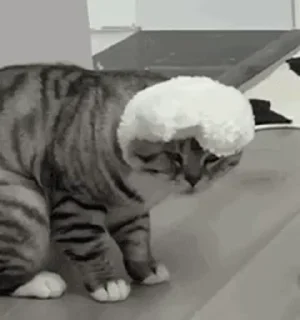 🐱