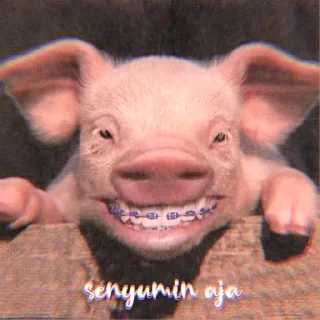 🐽