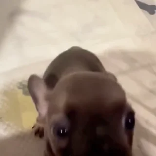 🤩