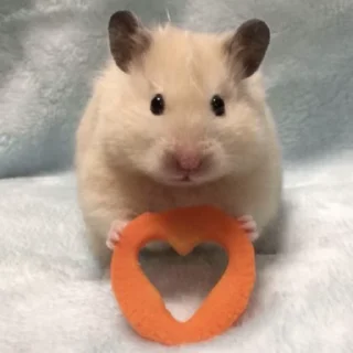 🐹