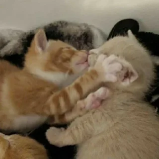 💗