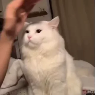 😡