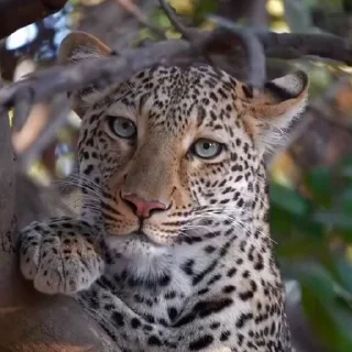 🤩