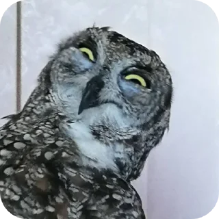 🦉